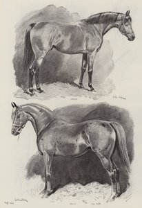 The Career of a Racehorse